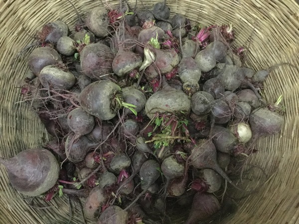 about 200kg harvested this season 600